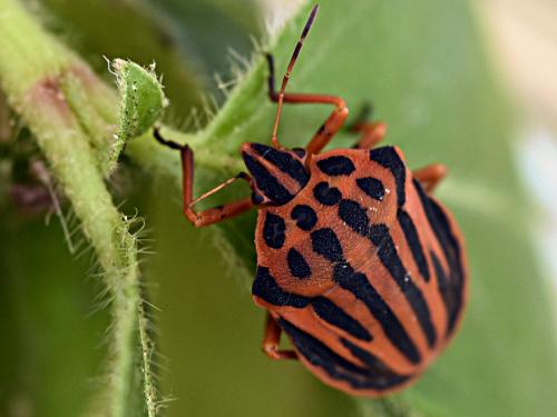 Réf. 267 258 : Graphosoma semipunctatum
